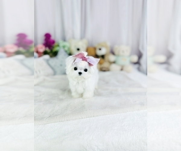 Medium Photo #2 Maltese Puppy For Sale in CHANDLER, AZ, USA