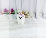 Small Photo #2 Maltese Puppy For Sale in CHANDLER, AZ, USA