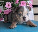 Small #3 English Bulldog
