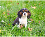 Small #3 Cavalier King Charles Spaniel