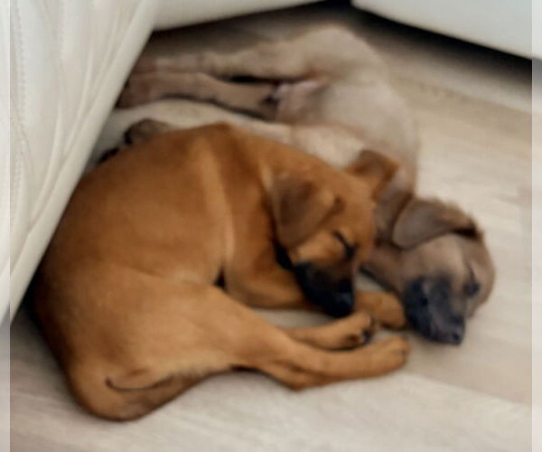 Medium Photo #3 Golden Labrador Puppy For Sale in Royal Palm Beach, FL, USA