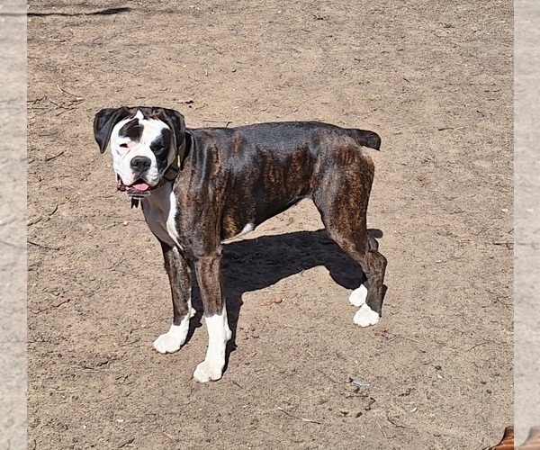 Medium Photo #1 Boxer Puppy For Sale in HOPKINS, MI, USA