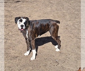 Mother of the Boxer puppies born on 12/01/2025