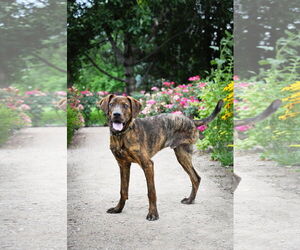 Plott Hound Dogs for adoption in Sandy, UT, USA