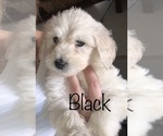 Small Photo #68 Goldendoodle Puppy For Sale in N HIGHLANDS, CA, USA