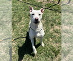 Small Photo #4 Labrenees Puppy For Sale in Evansville, IN, USA