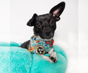 Chiweenie Dogs for adoption in Phoenix, AZ, USA