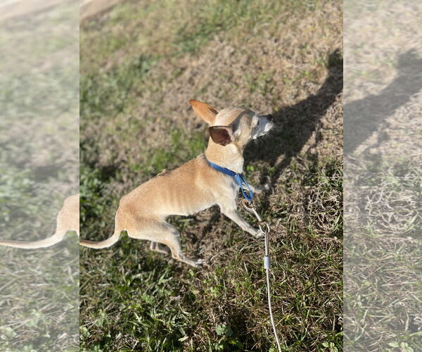 Medium Photo #6 Chihuahua-Unknown Mix Puppy For Sale in Oakhurst, NJ, USA