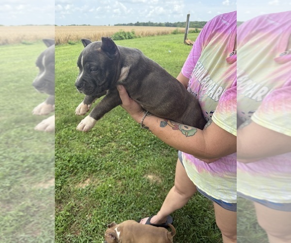 Medium Photo #10 American Bully Puppy For Sale in RUSSELLVILLE, KY, USA