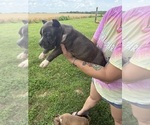Small #9 American Bully
