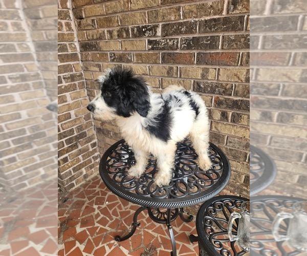 Medium Photo #1 Pyredoodle Puppy For Sale in BIRMINGHAM, AL, USA