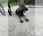 Small Photo #4 German Shepherd Dog Puppy For Sale in PLANT CITY, FL, USA