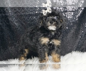 Medium YorkiePoo