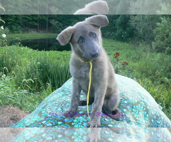 Medium Photo #6 German Shepherd Dog Puppy For Sale in PIEDMONT, MO, USA