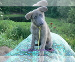 Small #5 German Shepherd Dog