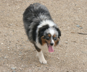 Father of the Corgi-Aussie puppies born on 05/24/2026