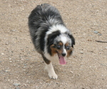 Small Photo #1 Corgi-Aussie Puppy For Sale in FAIRVIEW, SD, USA