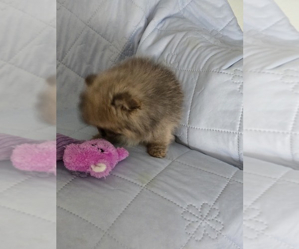 Medium Photo #7 Pomeranian Puppy For Sale in MENIFEE, CA, USA