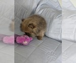 Small Photo #7 Pomeranian Puppy For Sale in MENIFEE, CA, USA