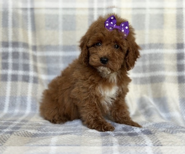 Medium Photo #1 Poodle (Miniature) Puppy For Sale in LAKELAND, FL, USA