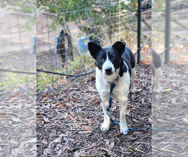 Medium Photo #3 Mutt Puppy For Sale in Paso Robles, CA, USA