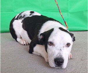 American Pit Bull Terrier-Basset Hound Mix Dogs for adoption in Wetumpka, AL, USA