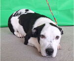 Small American Pit Bull Terrier-Basset Hound Mix