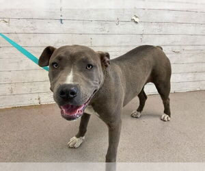 Mutt Dogs for adoption in San Bernardino, CA, USA