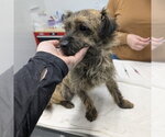 Small Border Terrier-Dachshund Mix