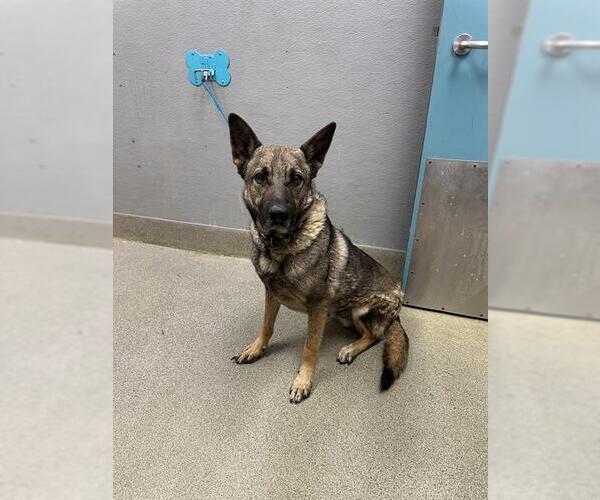 Medium Photo #1 German Shepherd Dog-Unknown Mix Puppy For Sale in Las Vegas, NV, USA