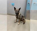Small German Shepherd Dog Mix