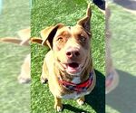 Small Labrador Retriever-Staffordshire Bull Terrier Mix