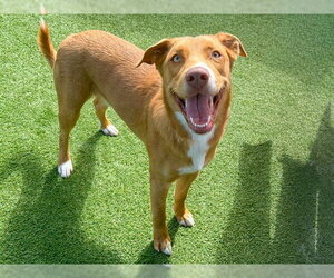 Borador Dogs for adoption in Orange, CA, USA
