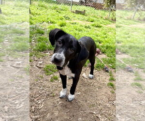 Collie-Unknown Mix Dogs for adoption in Boston, MA, USA