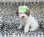 Small #7 Poodle (Miniature)