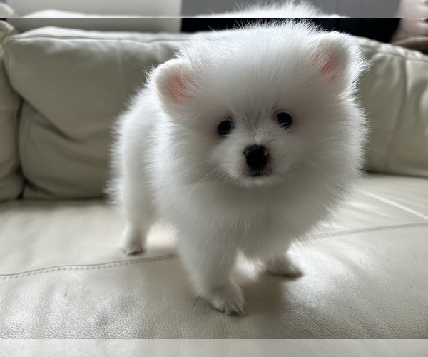 Medium Photo #5 Pomeranian Puppy For Sale in DES MOINES, WA, USA