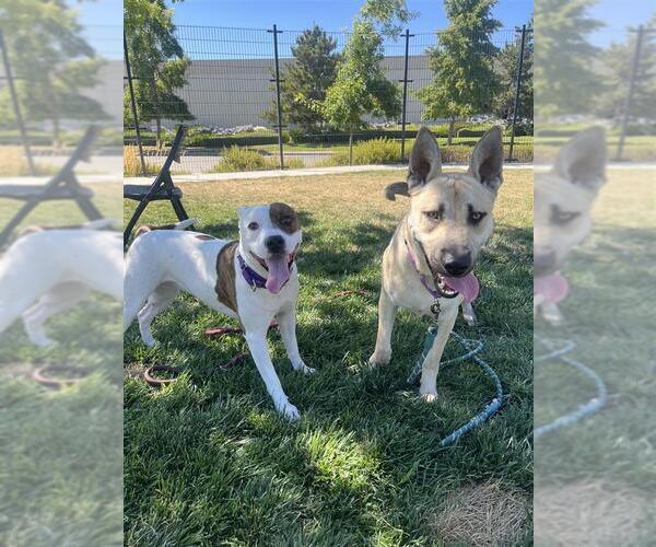 Medium Photo #3 American Pit Bull Terrier-Unknown Mix Puppy For Sale in Elk Grove, CA, USA