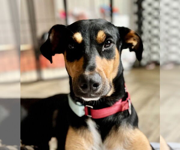 Medium Photo #2 Mutt Puppy For Sale in Canton, CT, USA