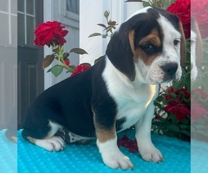 Beabull Puppy for sale in ARTHUR, IL, USA