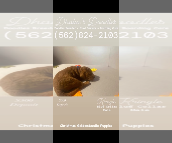 Medium Photo #6 Goldendoodle Puppy For Sale in BREA, CA, USA