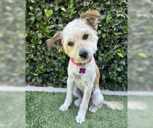 Mutt Dogs for adoption in Corona, CA, USA