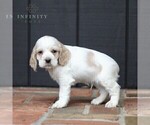 Small Photo #4 Cocker Spaniel Puppy For Sale in NARVON, PA, USA