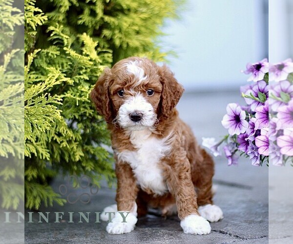 Medium Photo #4 Goldendoodle (Miniature) Puppy For Sale in LANCASTER, PA, USA
