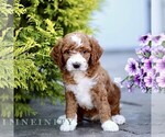 Small #3 Goldendoodle (Miniature)