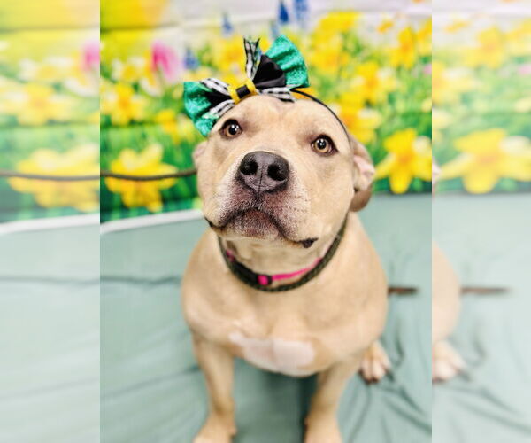 Medium Photo #1 American Bulldog-Unknown Mix Puppy For Sale in Manahawkin, NJ, USA