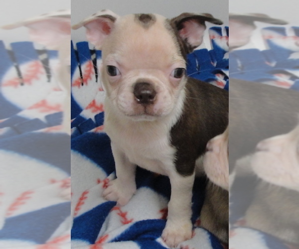 Medium Photo #1 Boston Terrier Puppy For Sale in CRKD RVR RNCH, OR, USA