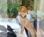 Small Mutt