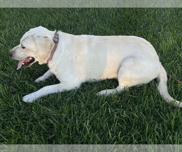 Medium Photo #1 Labradoodle Puppy For Sale in WILLCOX, AZ, USA