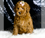 Small #4 Goldendoodle