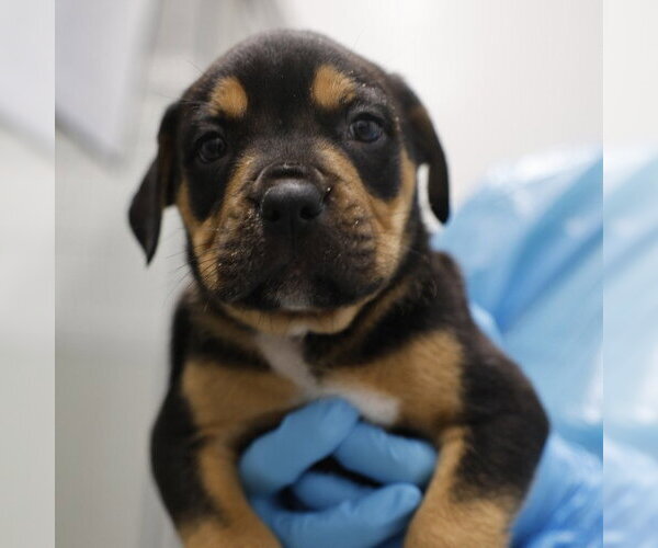 Medium Photo #1 American Staffordshire Terrier Puppy For Sale in San Antonio, TX, USA